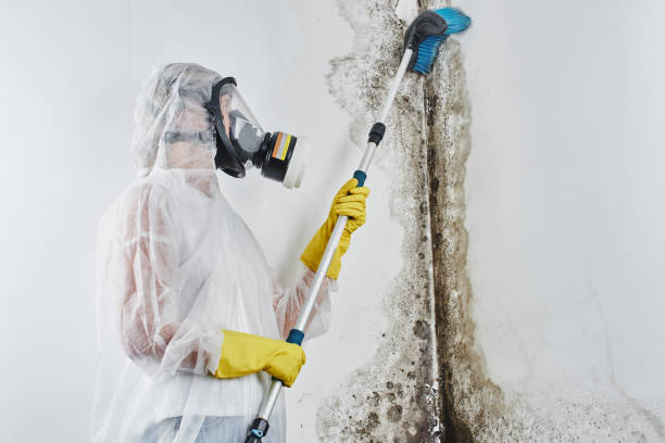 Best Asbestos and Lead Testing During Mold Inspection  in White Oak, TX